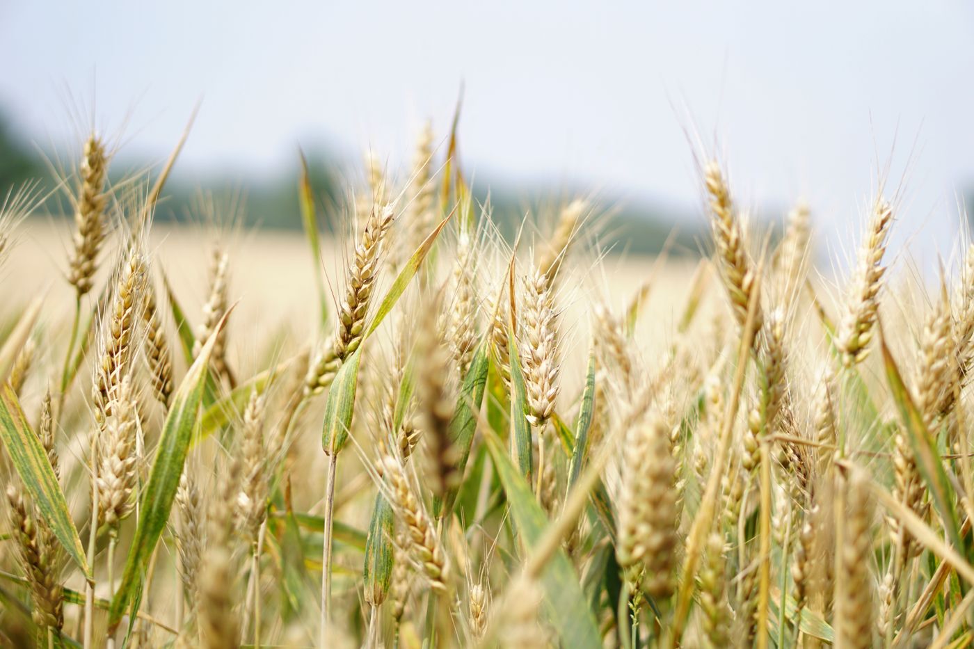 Aplicación de fertilizante en campo agrícola del Meta